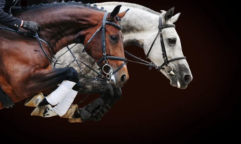 immagine Cavalli per Noltrex Vet Italia
